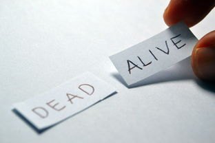 口子需要还吗，十大不算查询征信次数的平台
